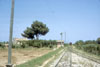 fm155
